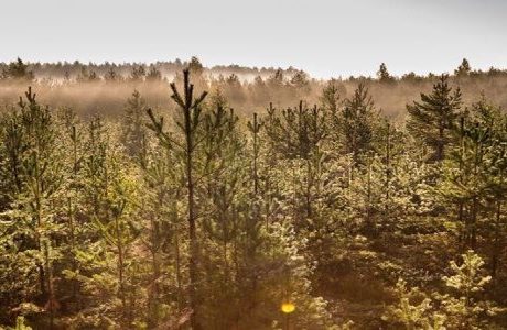 Stora Enso säljer skog för 940 miljoner kronor
