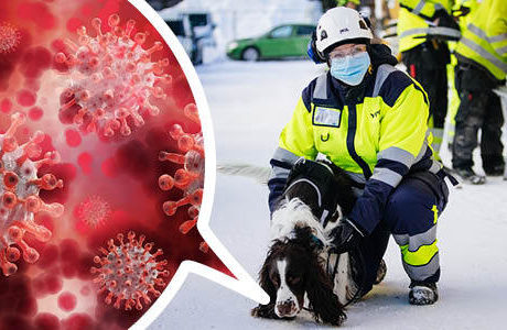Coronahundar ska spåra smitta på byggen