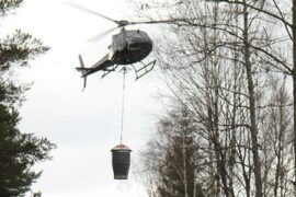 Askgranuler ger näring till skogen Thumbnail