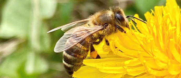 forskning, lokalsinne, insekter