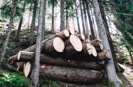 Pilotprojekt för att ersätta fossil plast