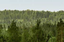 Säkrare förnyelse med blandning av tall och gran Thumbnail