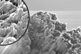 Världens starkaste biomaterial Thumbnail