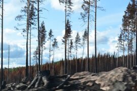 Regeringen: miljonstöd till drabbade skogsägare Thumbnail