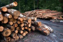 BillerudKorsnäs bildar bolag med norska Viken Skog Thumbnail