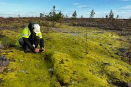 De ska använda mossa – för att återskapa landskapet Thumbnail