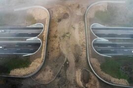 Viltolyckorna minskar kraftigt – med stängselsystem Thumbnail