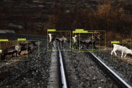 Vinnova backar AI-test mot viltolyckor på järnväg Thumbnail