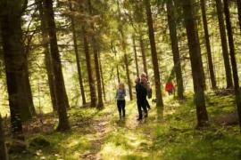 Södra: ”Prioriterar vårt hållbarhetsarbete” Thumbnail