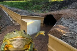 Trafikverket ger grodorna hopp – med nytt bygge Thumbnail