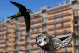 Ovanlig fågel stoppar stora renoveringen Thumbnail